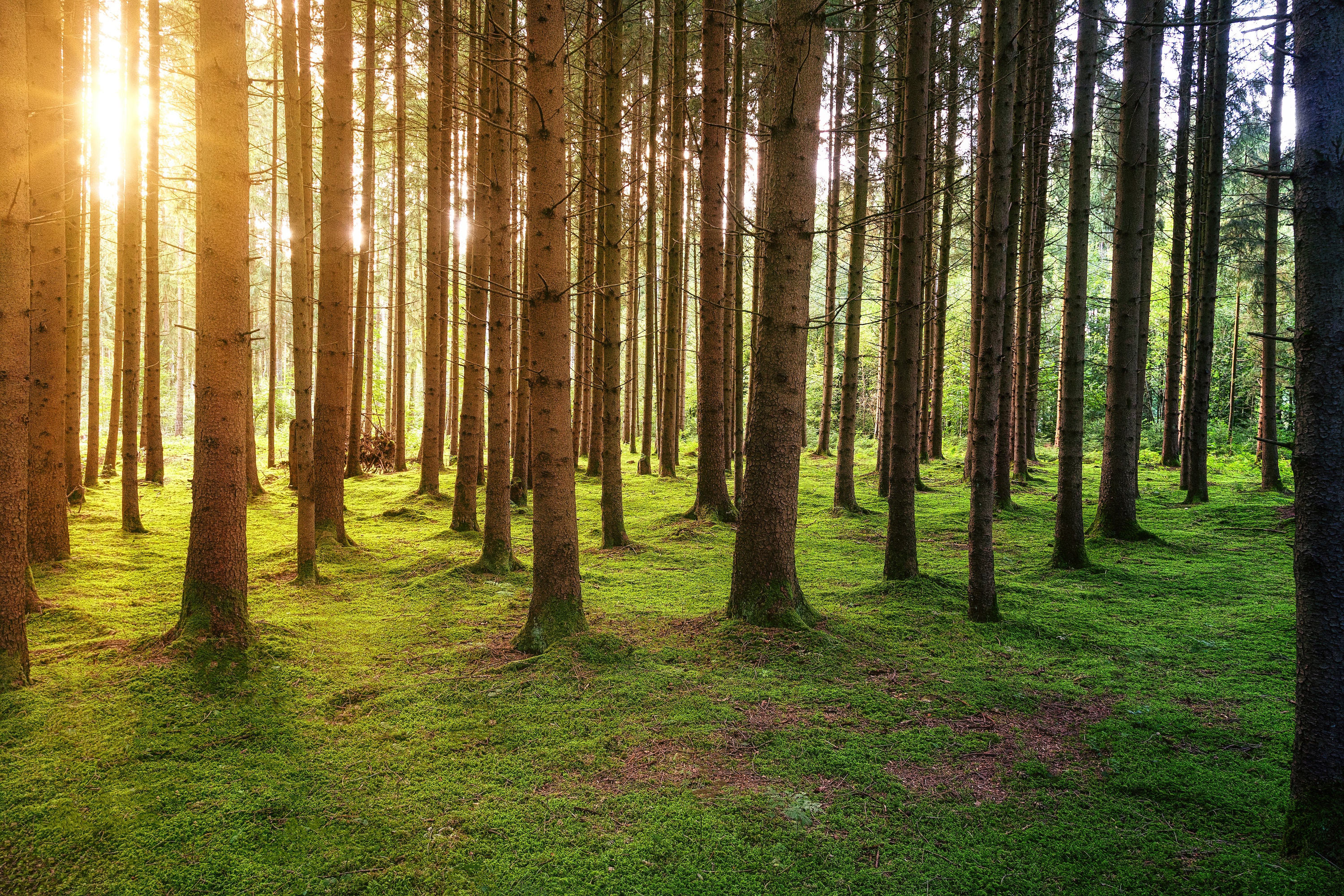 A photo of a dense wood with moss-covered ground and dappled light filtering through the trees by Johannes Plenio