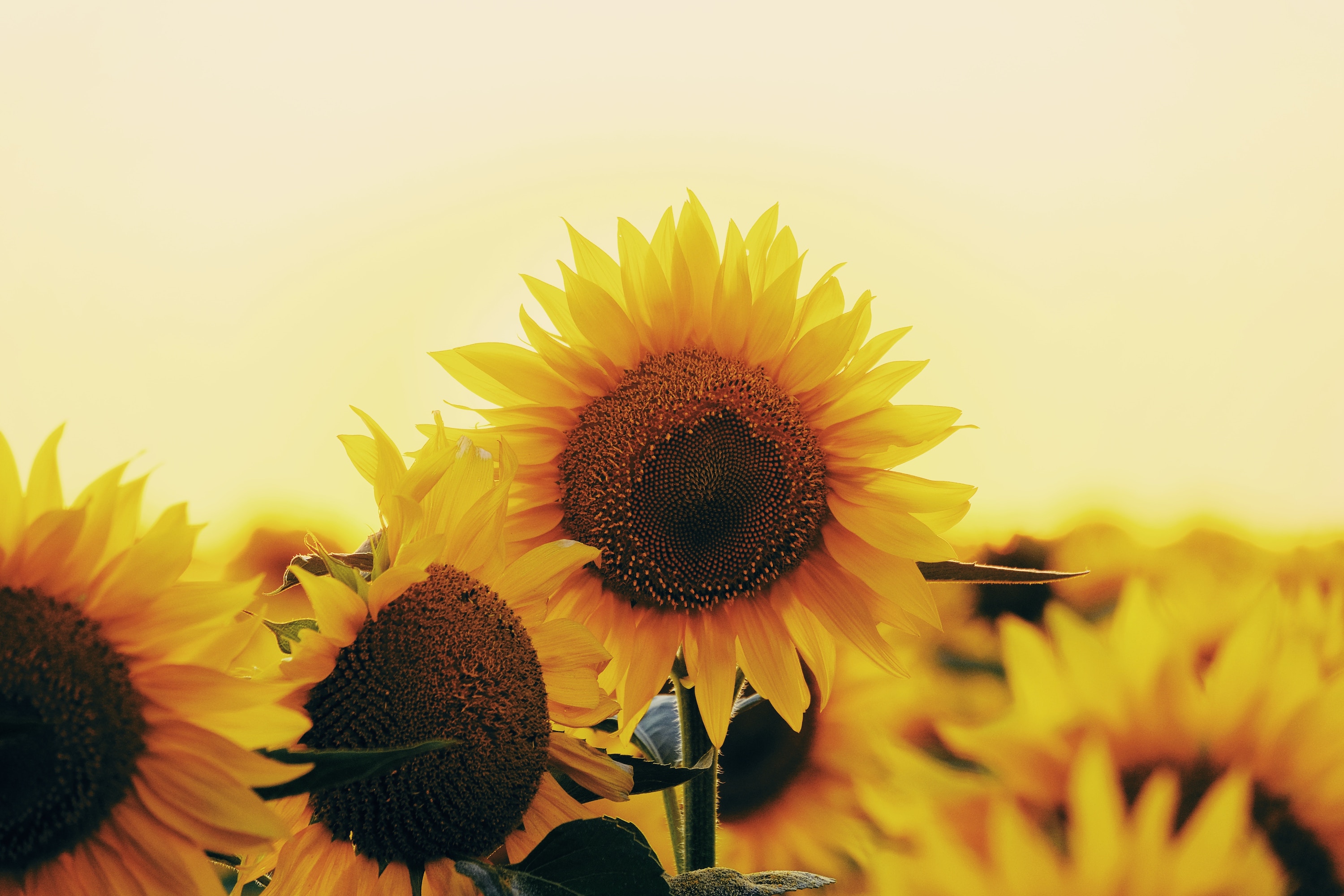 A photo of sunflowers by Roma Kaiuk